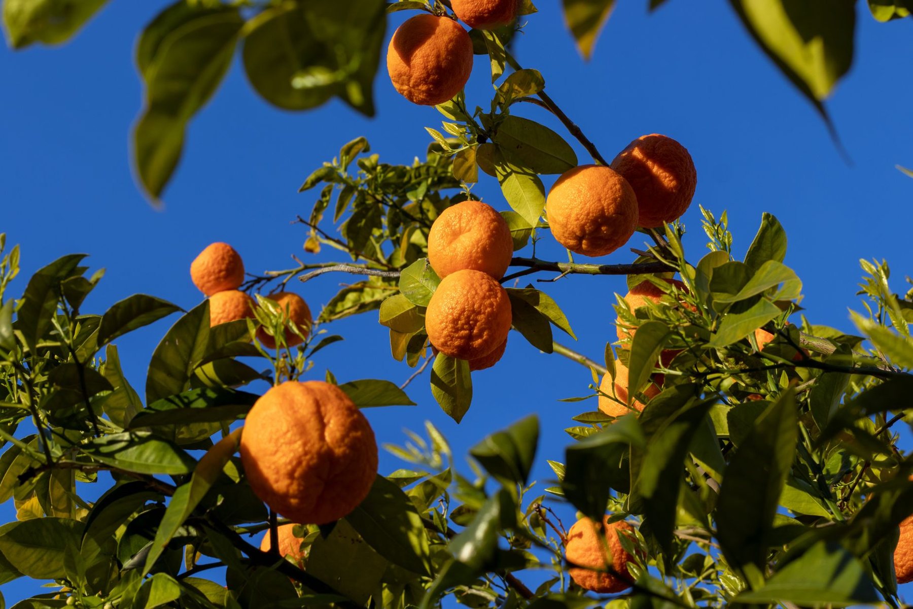 Citrus & Fruit Tree Pruning in Phoenix AZ
