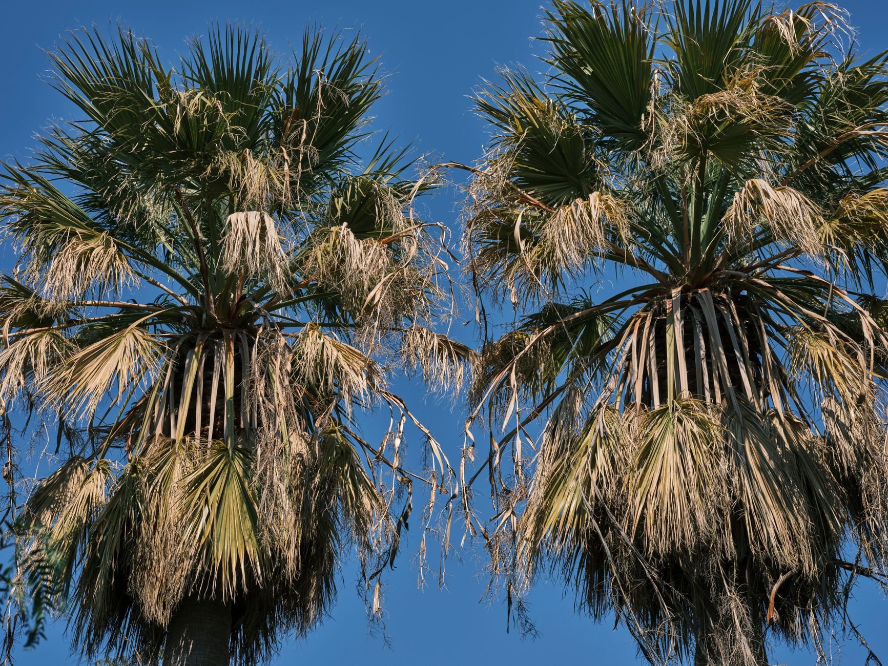 Palm Tree Trimming in Phoenix AZ