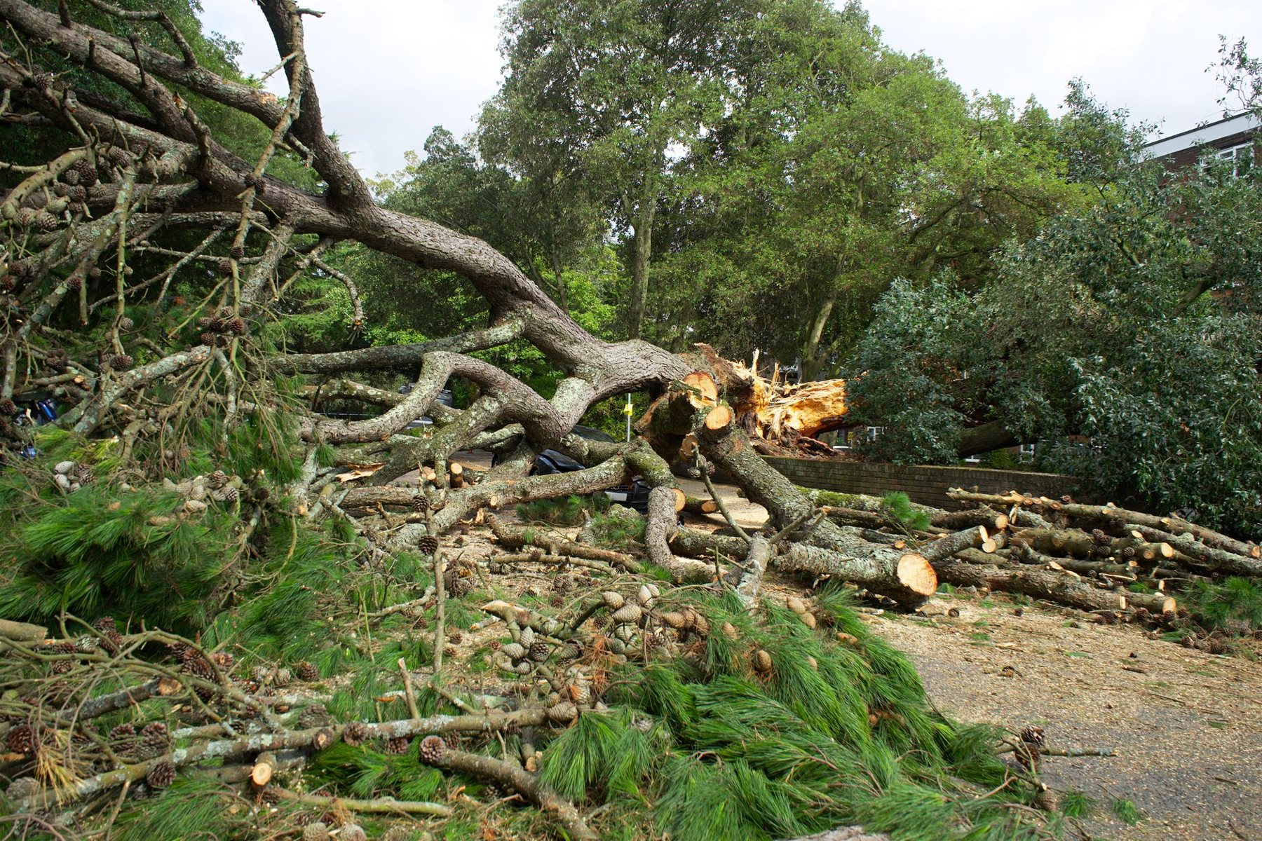 Storm Damage Cleanup in Phoenix AZ