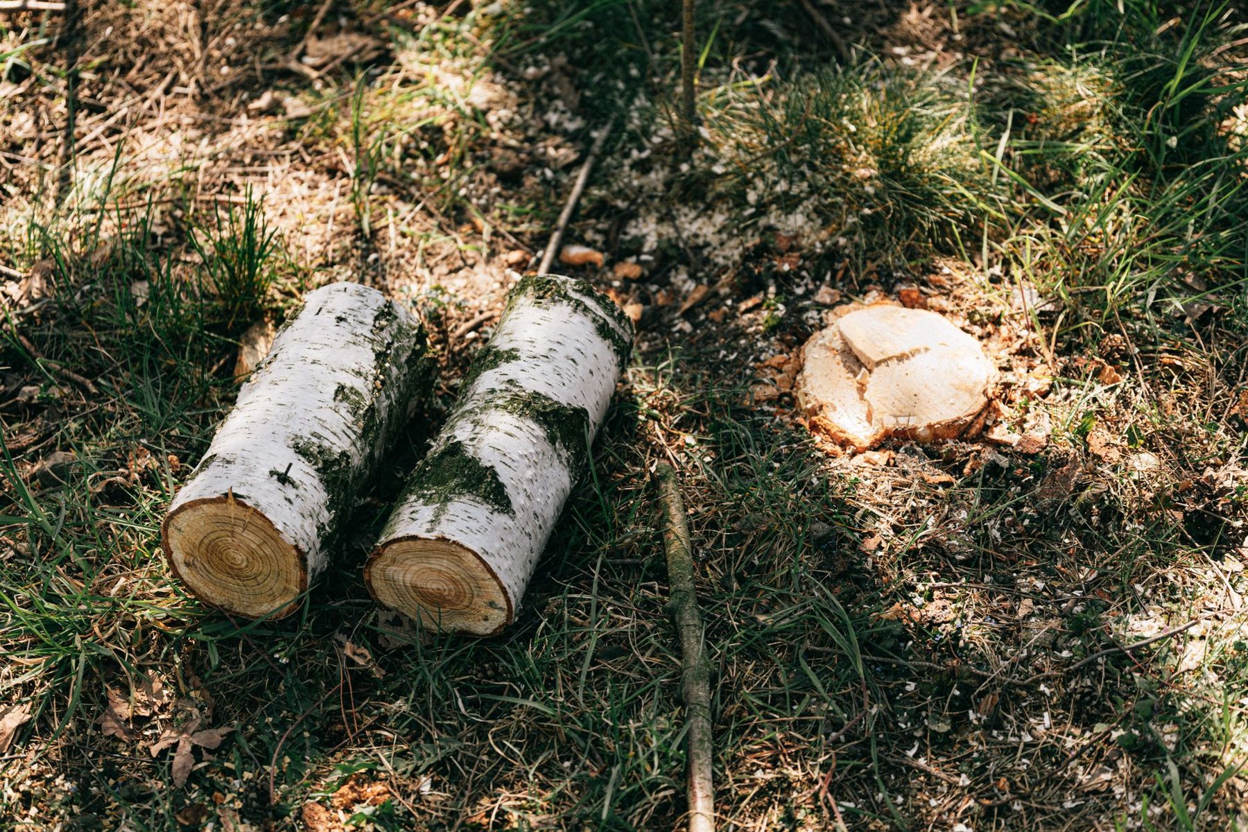 Stump Grinding in Phoenix AZ