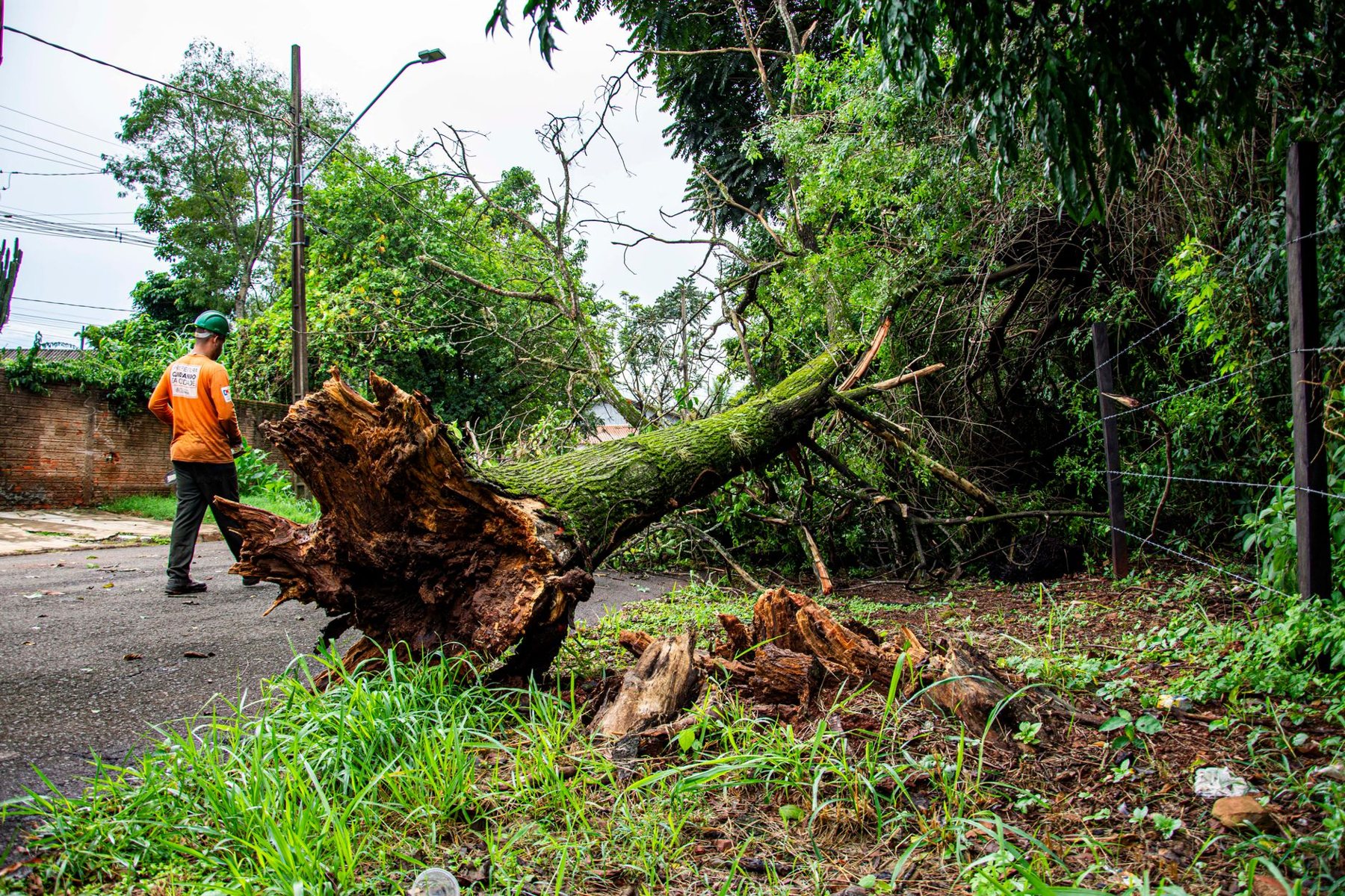 Tree Removal in Phoenix AZ