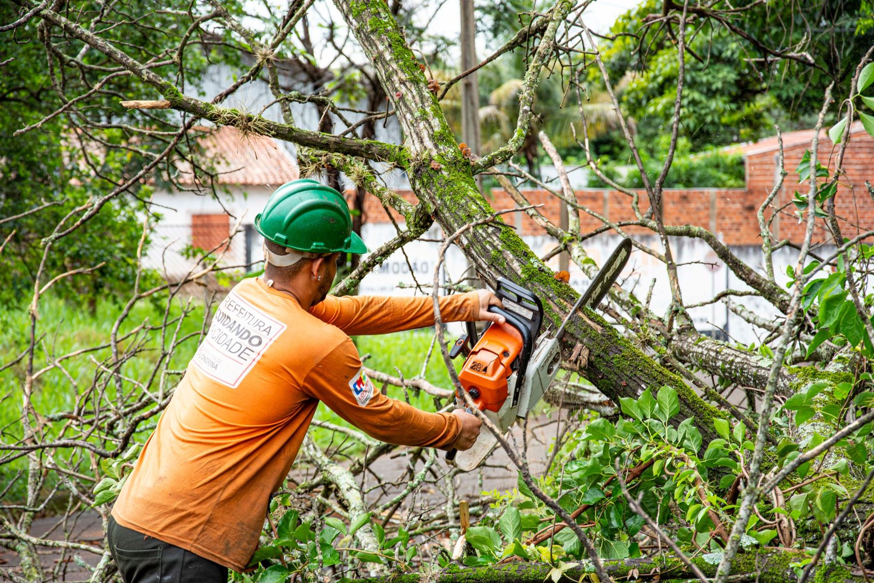 Tree Trimming & Pruning in Phoenix AZ